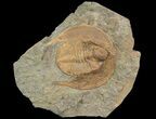 1.9" Orange Declivolithus Trilobite (Pos/Neg Split) Morocco - #92483-2